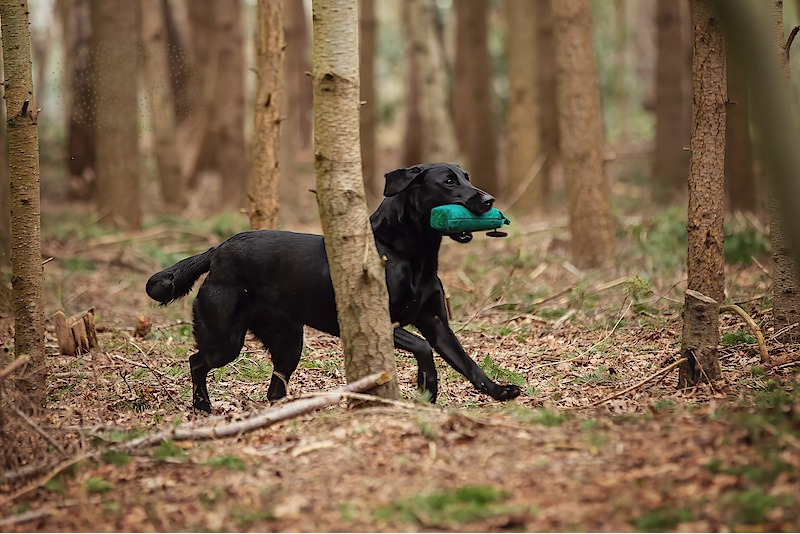 lab-bos-dummy-wa